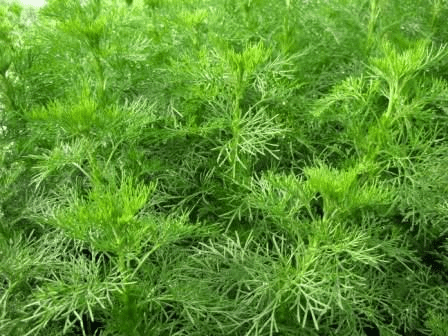 Des images de diff�rentes plantes